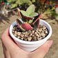 Crassula Streyii - Miniatura 4