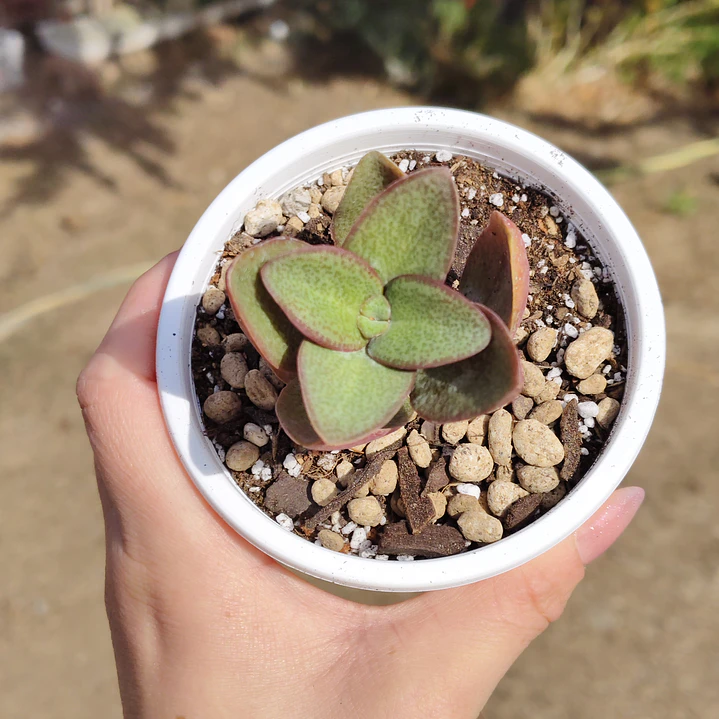 Crassula Streyii 5