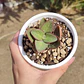 Crassula Streyii - Miniatura 5