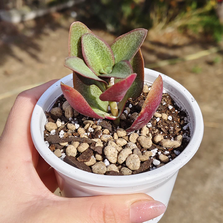 Crassula Streyii 6