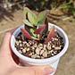 Crassula Streyii - Miniatura 6