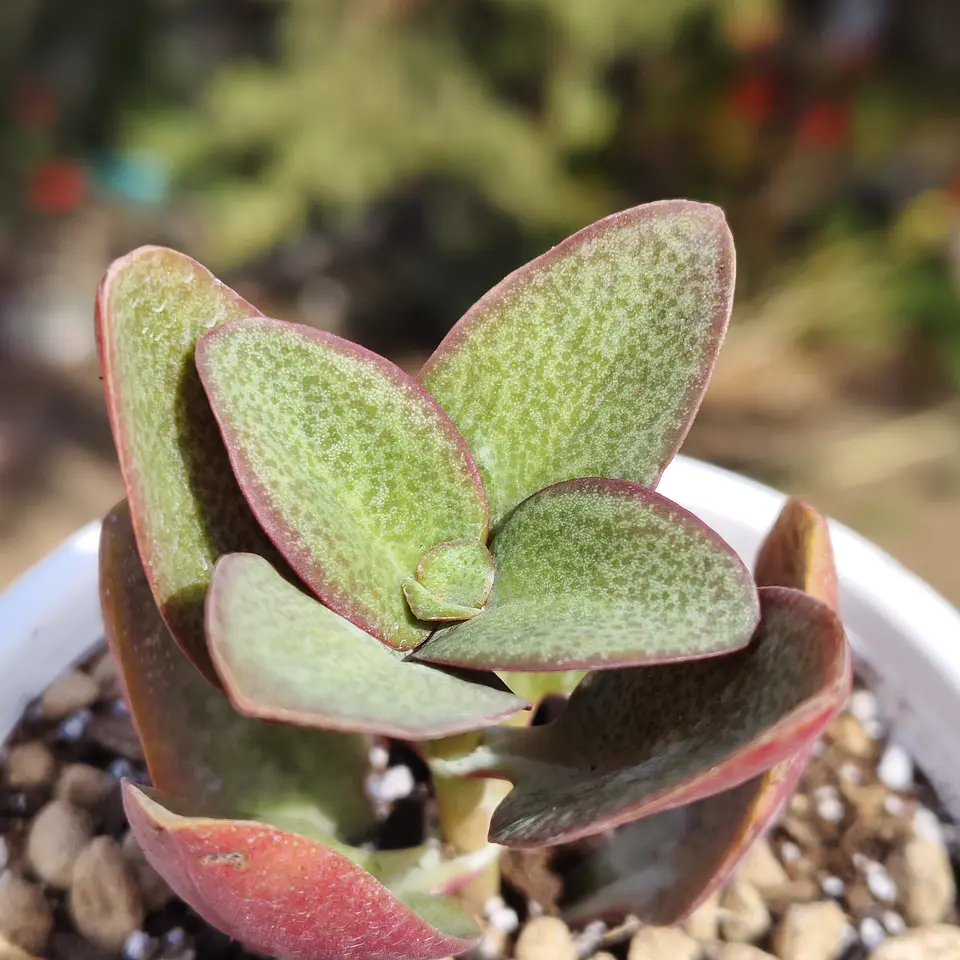 Crassula Streyii 7
