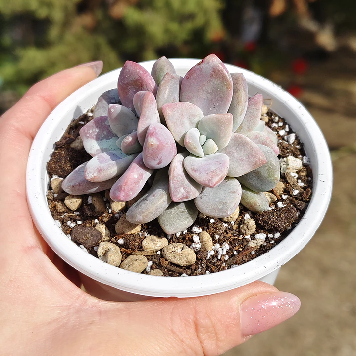 Graptopetalum Murasaki  7