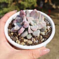 Graptopetalum Murasaki  - Miniatura 7