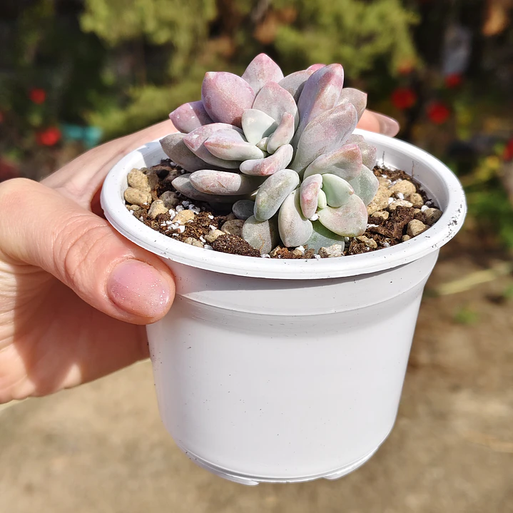 Graptopetalum Murasaki  8