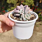 Graptopetalum Murasaki  - Miniatura 8
