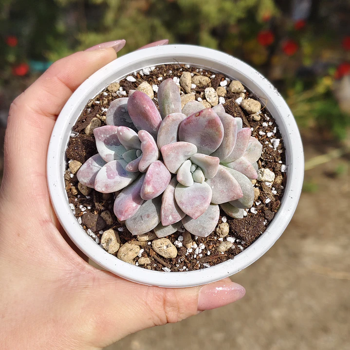 Graptopetalum Murasaki  9