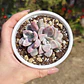 Graptopetalum Murasaki  - Miniatura 9
