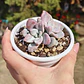 Graptopetalum Murasaki  - Miniatura 10