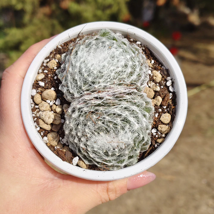 Sempervivum Arachnoideum 1