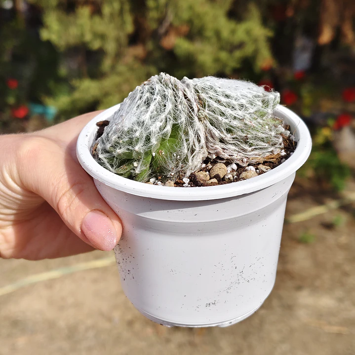 Sempervivum Arachnoideum 2