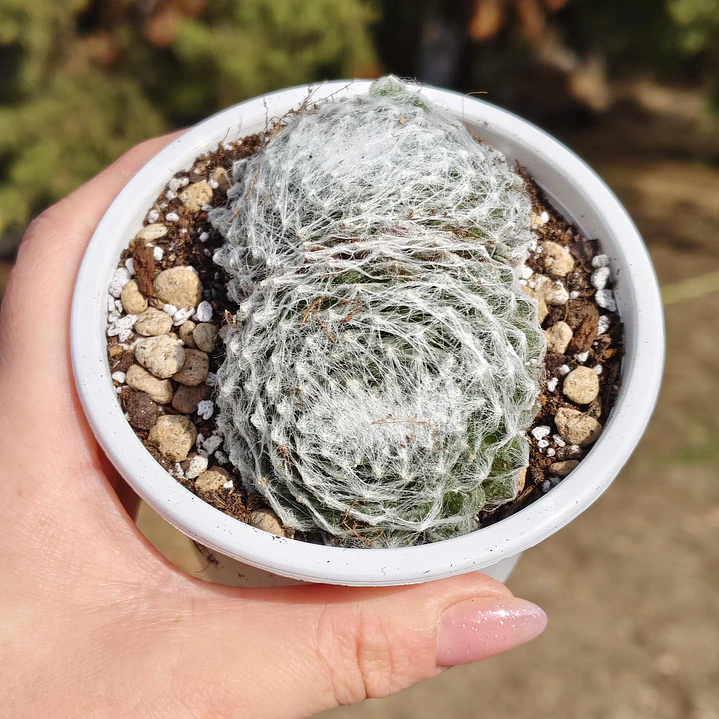 Sempervivum Arachnoideum 3
