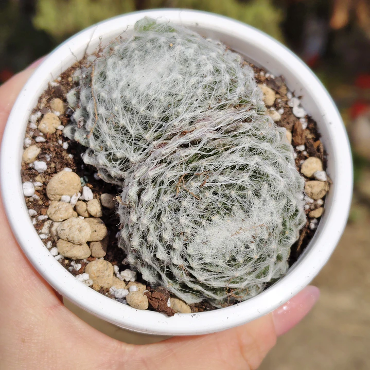 Sempervivum Arachnoideum 4