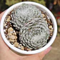 Sempervivum Arachnoideum - Miniatura 4