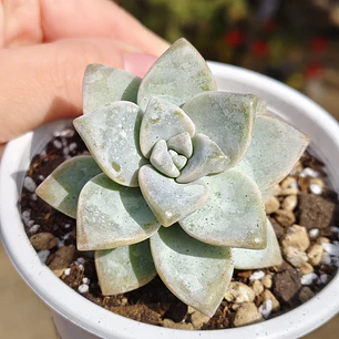 Graptoveria Victor Kane