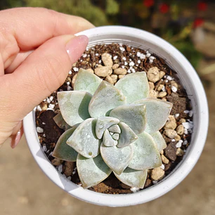 Graptoveria Victor Kane
