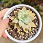 Graptosedum Paddy Peate  - Miniatura 2