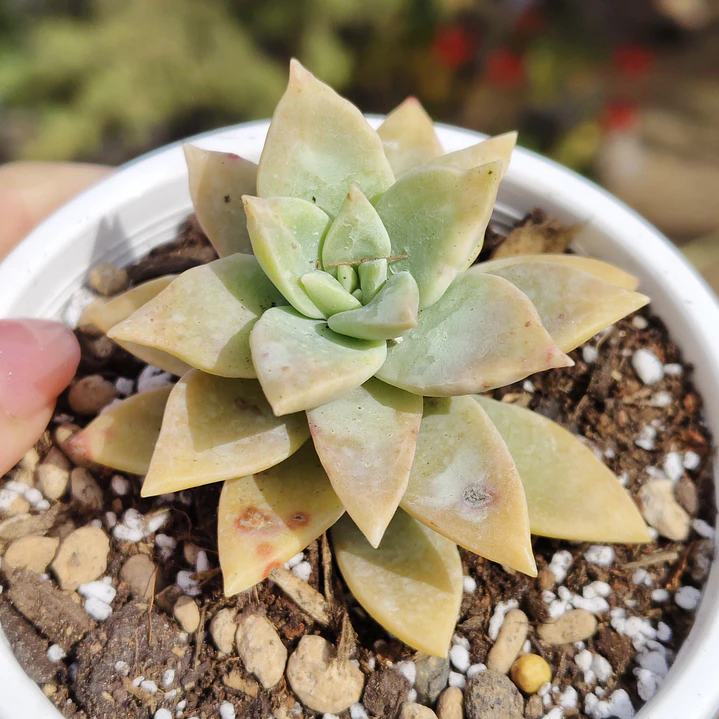 Graptosedum Paddy Peate  1