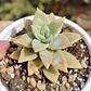 Graptosedum Paddy Peate  - Miniatura 1