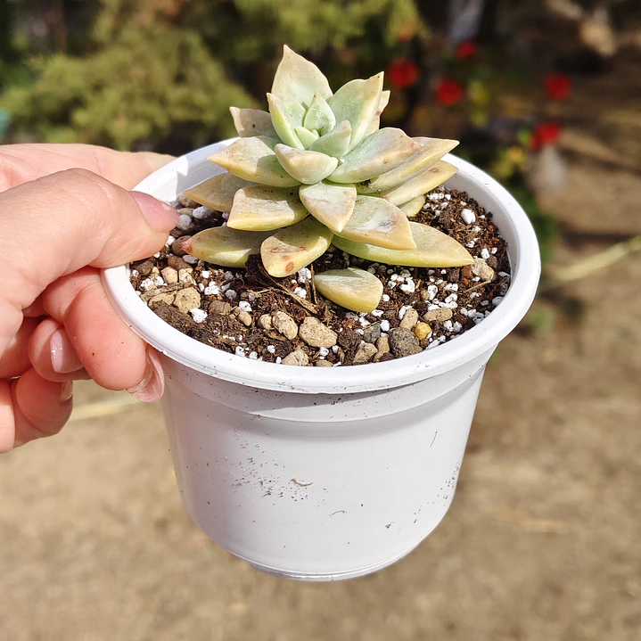 Graptosedum Paddy Peate  3