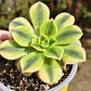 Aeonium Florence  - Miniatura 1