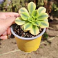 Aeonium Florence  - Miniatura 2