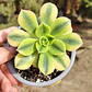Aeonium Florence  - Miniatura 3