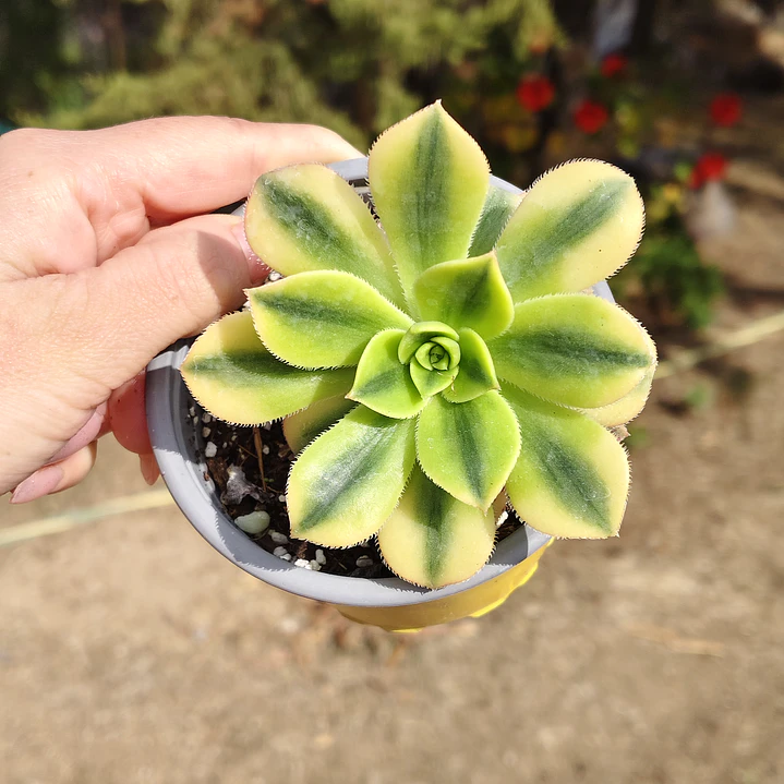 Aeonium Florence  4