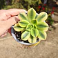 Aeonium Florence  - Miniatura 4