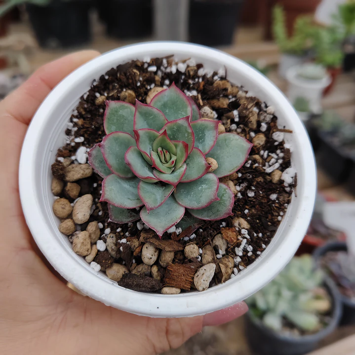 Echeveria Esther 3