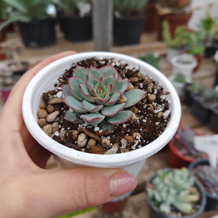 Echeveria Esther 2