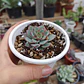 Echeveria Esther - Miniatura 2