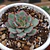 Echeveria Esther
