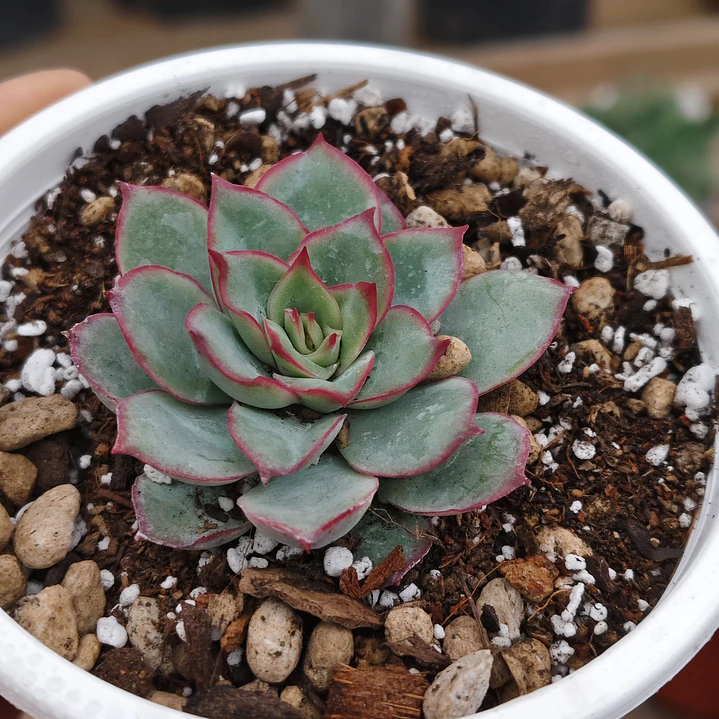 Echeveria Esther 1