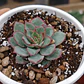 Echeveria Esther - Miniatura 1