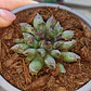 Sempervivum Oddity - Miniatura 1