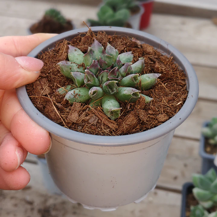 Sempervivum Oddity 2