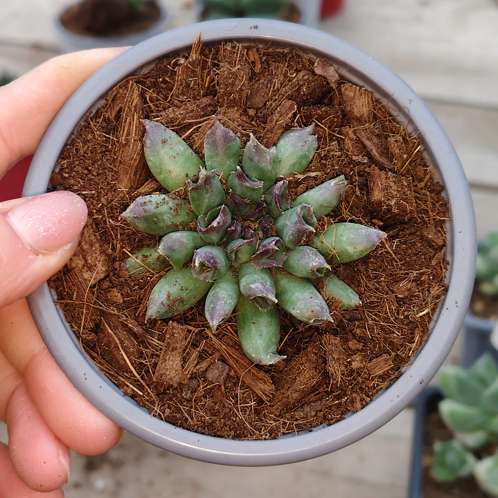 Sempervivum Oddity 3