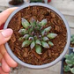 Sempervivum Oddity - Miniatura 3