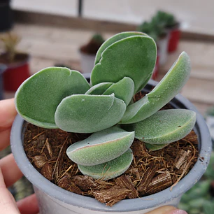 Crassula Cotyledonis