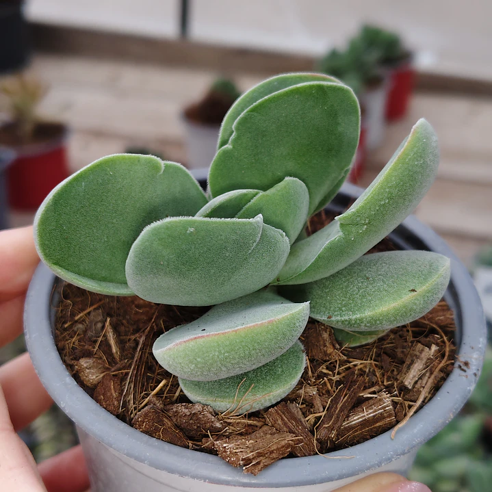 Crassula Cotyledonis 1