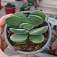 Crassula Cotyledonis - Miniatura 3
