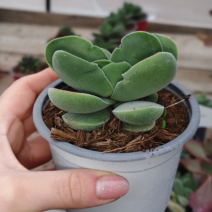 Crassula Cotyledonis 4