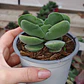 Crassula Cotyledonis - Miniatura 4