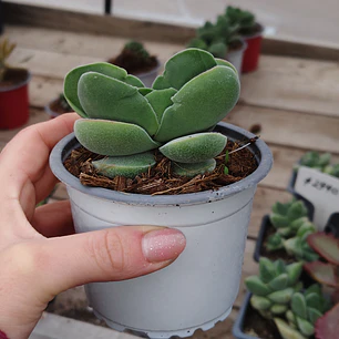 Crassula Cotyledonis