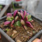 Anacampseros Rufescens 