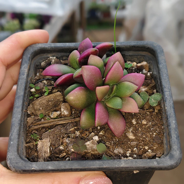 Anacampseros Rufescens 