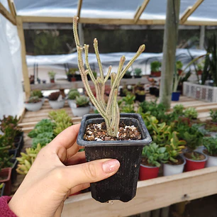 Crassula muscosa Variegada