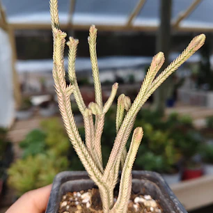 Crassula muscosa Variegada