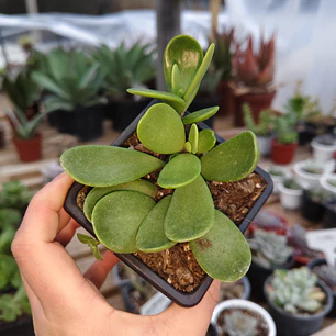 Senecio Jacobsenii